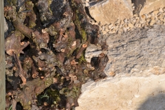 Labiola Weingut Mühlebach