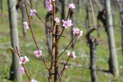 Labiola Weingut Mühlebach